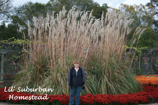 A photo of me with the ornamental grass in the lower gardens.